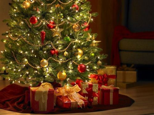 cây thông noel