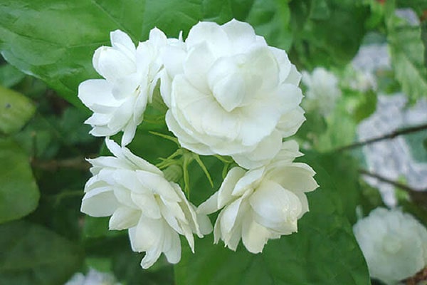 hoa nhài