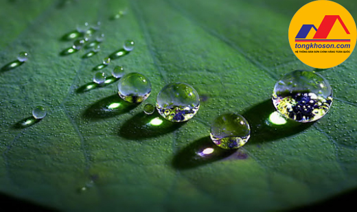 Hiệu ứng lá sen