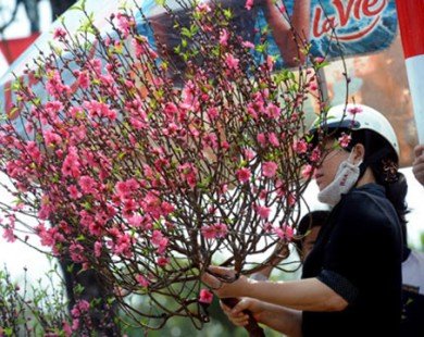 chọn cành đào ngày tết