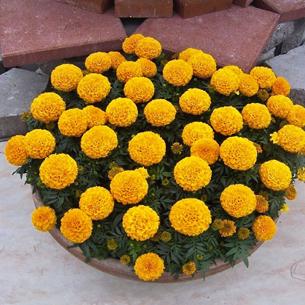 hoa cúc vạn thọ
