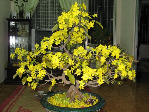 cây mai ngày tết
