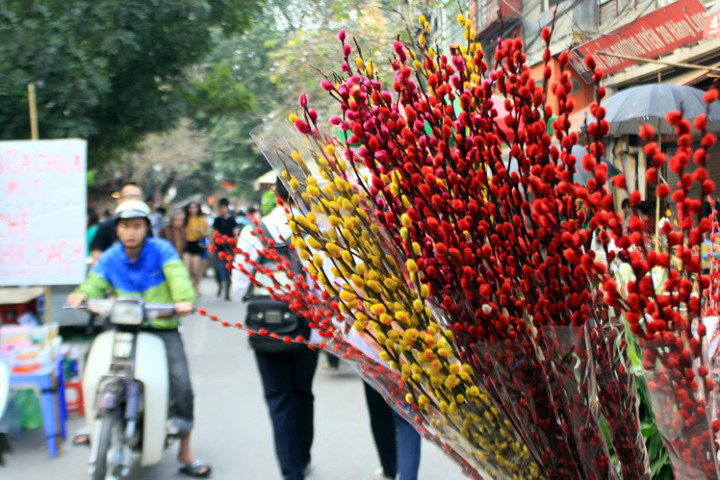 nụ tầm xuân