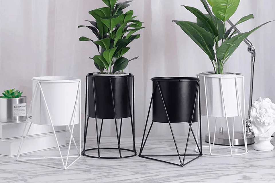 Trang trí chậu hoa cây cảnh