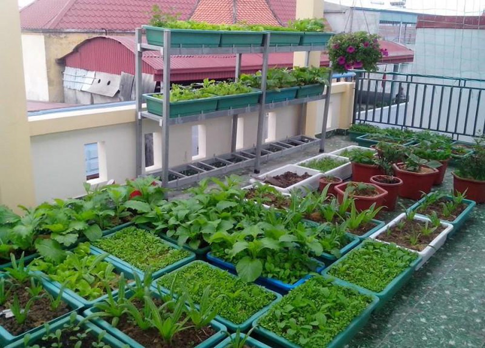 Trồng rau sạch