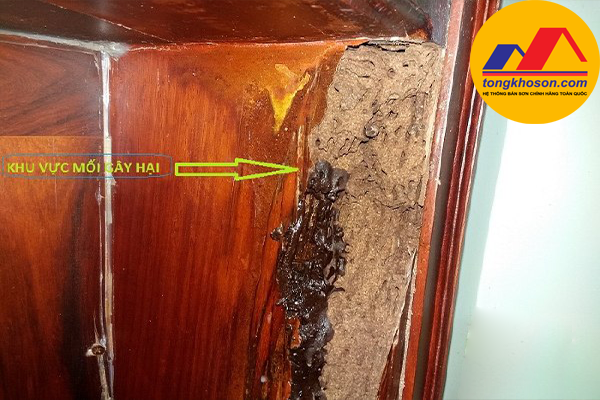 Sơn chống mối mọt gỗ tại Tuyên Quang